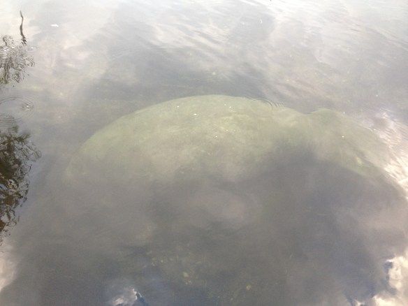 Manatee at Wakulla Springs State Park